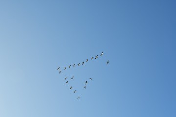 A photo of Snow Goose flying through the sky in V-shape formation.   Richmond BC Canada