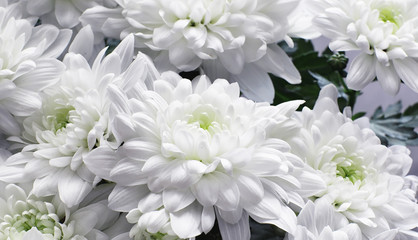 Background of white chrysanthemum flowers. Buds of white flowers. - obrazy, fototapety, plakaty