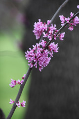 Closeup of purple spring blossoms