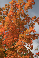colorful golden leaves in autumn