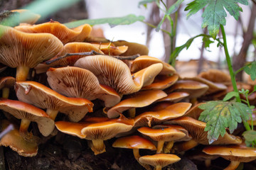 Mushrooms in the forest