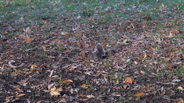 Grey Squirrels playing in Autumn and Fall, Foraging squirrels get chased by dogs and climb trees, Victoria Park, London
