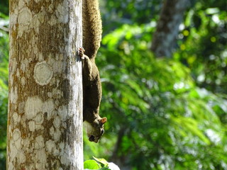 mischievous squirrel