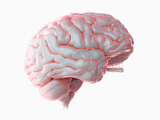 3d rendered medically accurate illustration of a glowing human brain