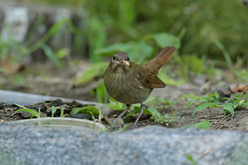 sparrow on grass