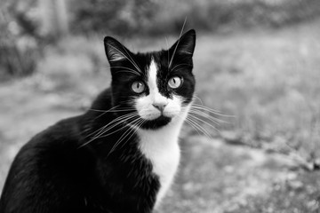 black and white domestic cat looks ahead