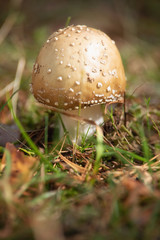 A young Amanita Pantherina, also called panther cap or false blusher, in the forest .