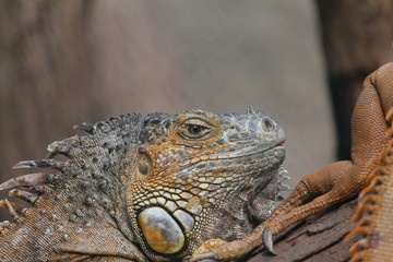 iguana on tree