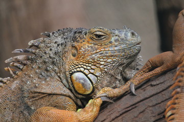 iguana on a branch