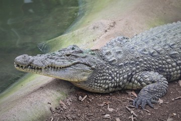 Fototapeta premium crocodile with mouth wide open