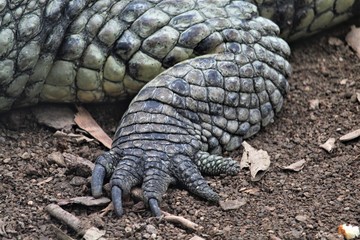 crocodile food