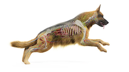 3d rendered medically accurate illustration of a dogs internal anatomy