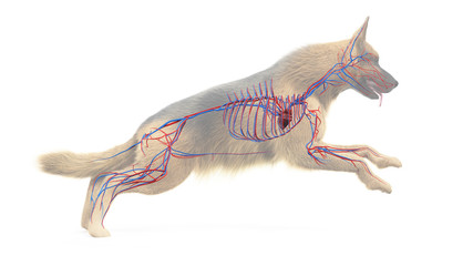 3d rendered medically accurate illustration of a dogs vascular system