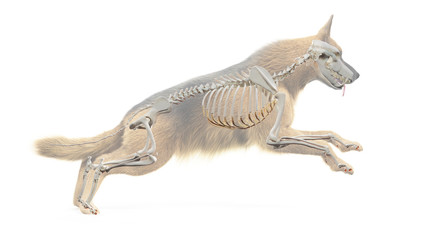 3d rendered medically accurate illustration of a dogs skeletal system