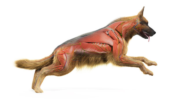 3d rendered medically accurate illustration of a dogs muscular system