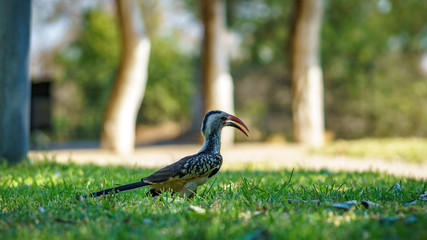 Obraz premium southern yellow-billed hornbill in kruger national park, mpumalanga, south africa 12