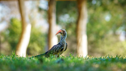 southern yellow-billed hornbill in kruger national park, mpumalanga, south africa 16