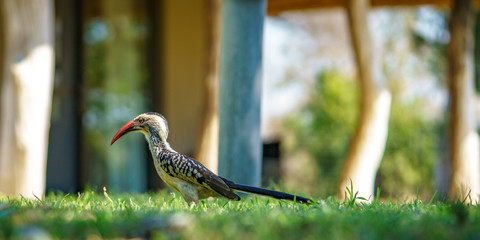 southern yellow-billed hornbill in kruger national park, mpumalanga, south africa 18