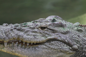 closeup of a crocodile