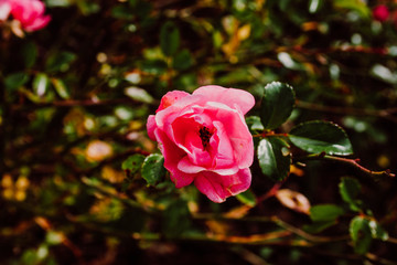 Obraz premium bright blooming rose flower on green background