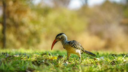 southern yellow-billed hornbill in kruger national park, mpumalanga, south africa 25