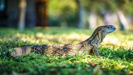 monitor lizard in kruger national park, mpumalanga, south africa 5