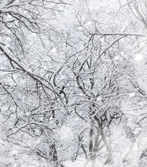Winter landscape. Forest under the snow. Winter in the park.