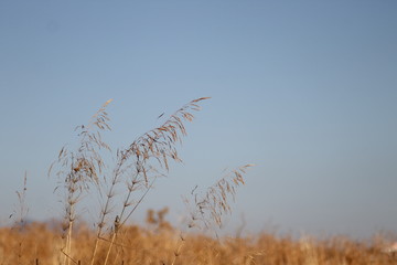 Obraz premium Dry autumn herbs. Meadow ripe ears landscape in the warm evening light. Harvest time.