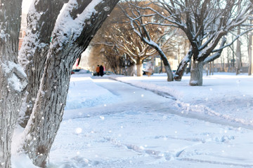 street tree wood pedestrian winter