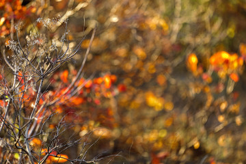 autumn leaves background. tree branch with autumn leaves