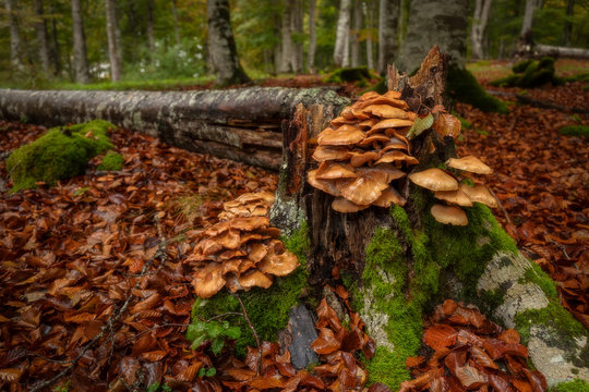 Mushrooms in a fallen tree in Entzia forest