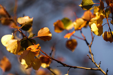 autumn leaves background. tree branch with autumn leaves