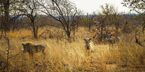 warthogs in kruger national park, mpumalanga, south africa