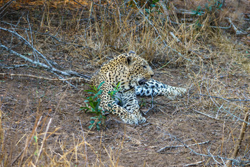 Fototapeta na wymiar leopard in kruger national park, mpumalanga, south africa 15