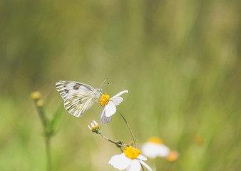 Obraz premium Mariposa blanca sobre una flor con el fondo desenfocado