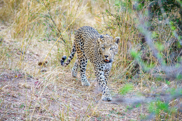 leopard in kruger national park, mpumalanga, south africa 40