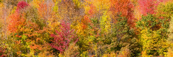 A forest in Canada, during the autumn, beautiful colors of the trees