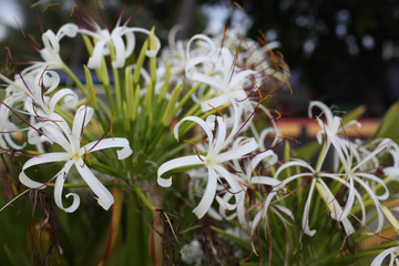 Spider Lily in garden