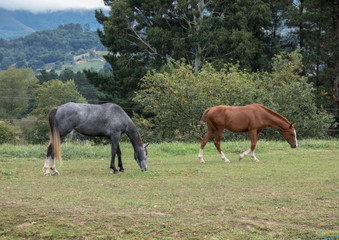 A pair of beautiful horses are grazing in a forest meadow.  Autumn day