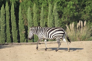 Fototapeta na wymiar zebra in the park