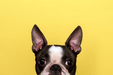 Creative portrait of a Boston Terrier dog with big ears on a yellow background. Minimalism. Copy...