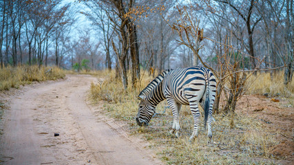 zebra in kruger national park, mpumalanga, south africa 7