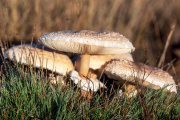 Closeup detail of head on field mushroom agaricus campestris growing wild in meadow .