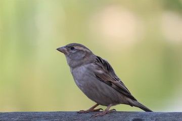 Sparrow with blur background