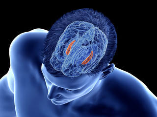 3d rendered medically accurate illustration of the brain anatomy - the hippocampus