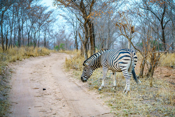 zebra in kruger national park, mpumalanga, south africa 8