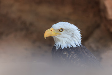 american bald eagle (haliaeetus leucocephalus)