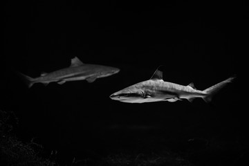 Fototapeta na wymiar Nice big white shark in the dark nature danger fish aquarium hobby attack black and white
