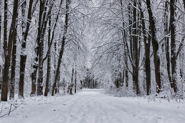 Fototapeta premium winter forest covered snow