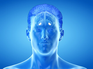 Obraz premium 3d rendered medically accurate illustration of the brain anatomy - the lateral globus padillus